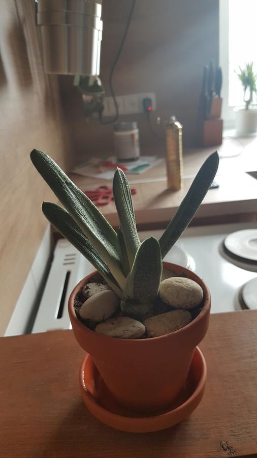 Apartmany Za Sakurou Hodonin Bagian luar foto