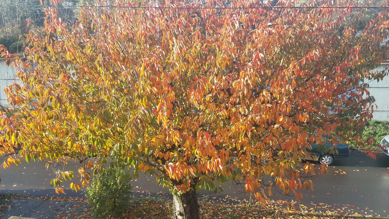 Apartmany Za Sakurou Hodonin Bagian luar foto